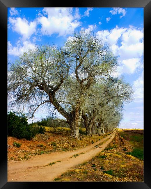 Trees along a dirt Road Framed Print by Elizma Fourie