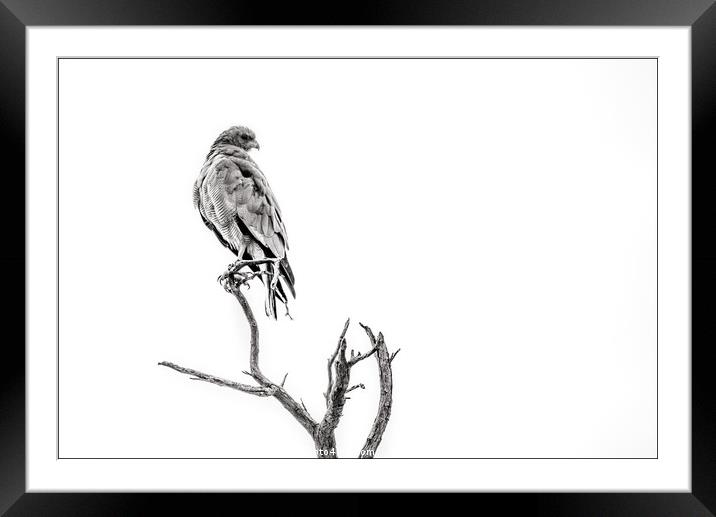 Southern Pale Chanting Goshawk Framed Mounted Print by Elizma Fourie