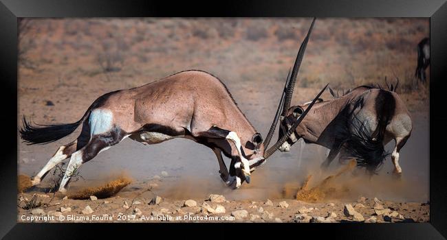 Fighting Oryx Framed Print by Elizma Fourie