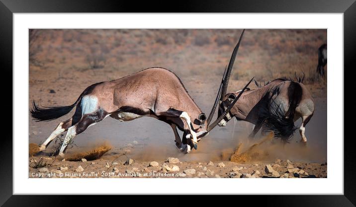 Fighting Oryx Framed Mounted Print by Elizma Fourie