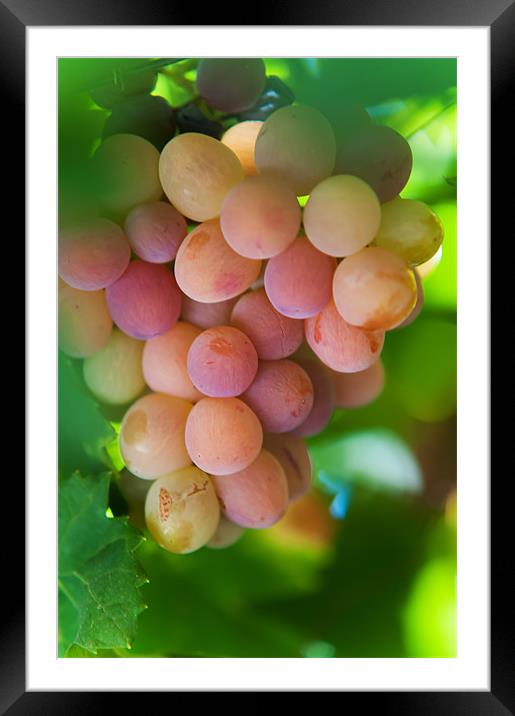 Harvest Time. Sunny Grapes Framed Mounted Print by Jenny Rainbow