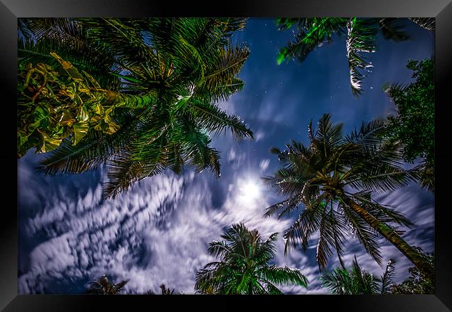 Tropical Night Sky Framed Print by Jenny Rainbow