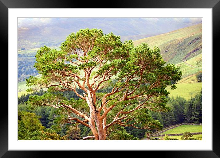 Mountain Pine Tree in Wicklow. Ireland Framed Mounted Print by Jenny Rainbow