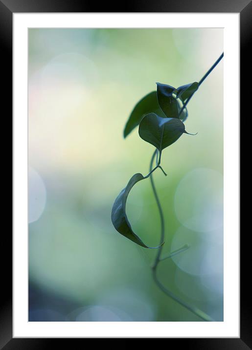 The Unbearable Lightness of Being. Natural Wonders Framed Mounted Print by Jenny Rainbow