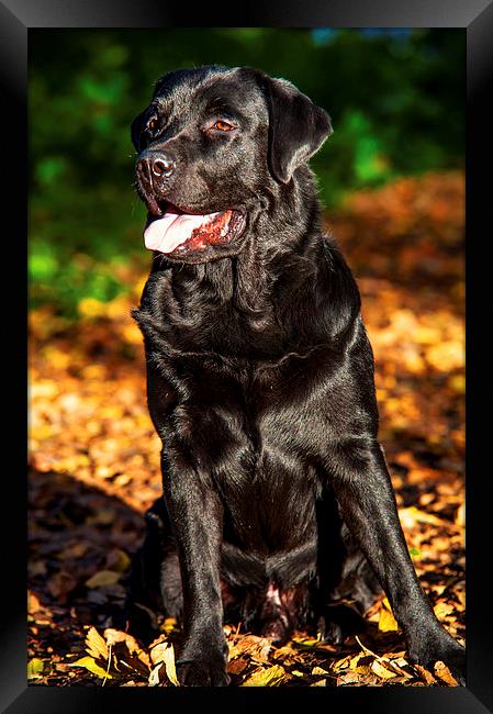 Black Labrador Retriever in Autumn Framed Print by Jenny Rainbow