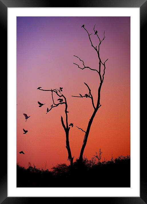 Mysterious Sunset with Solo of the Tree and Choir  Framed Mounted Print by Jenny Rainbow
