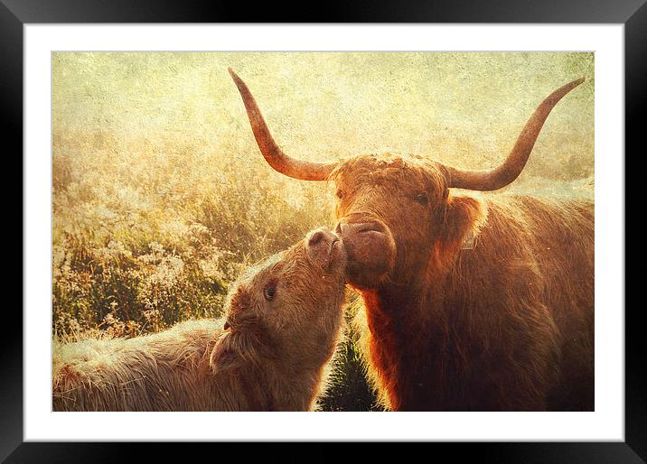 Mammy Love. Highlands Trossachs. Scotland Framed Mounted Print by Jenny Rainbow