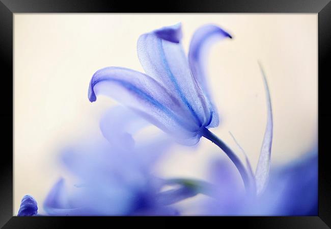 Blue Light. The Wild Hyacinth Framed Print by Jenny Rainbow