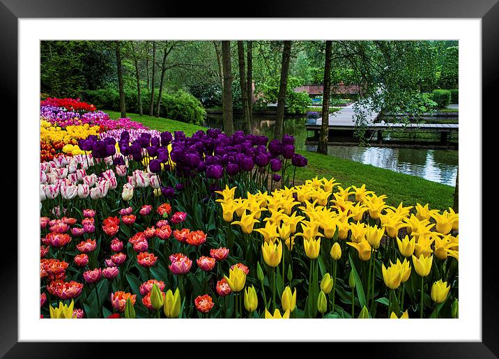 Colorful Corner of the Keukenhof Garden. Tulips Di Framed Mounted Print by Jenny Rainbow