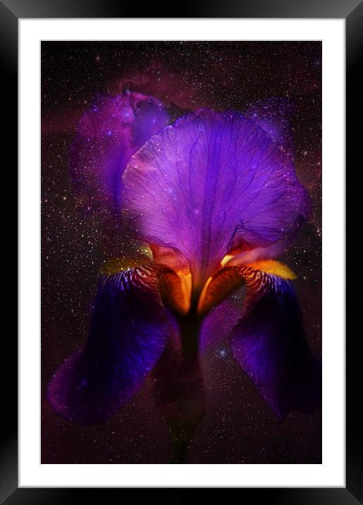 Risen from Stars. Cosmic Iris Framed Mounted Print by Jenny Rainbow