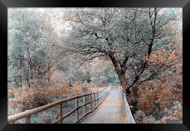  Light Way. Glendalough. Nature in Alien Skin Framed Print by Jenny Rainbow