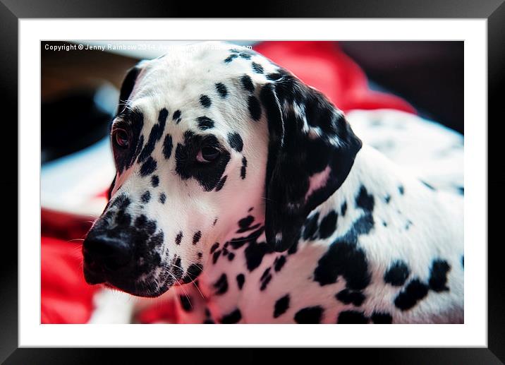 Her Eyes. Portrait of Dalmatian Dog. Kokkie   Framed Mounted Print by Jenny Rainbow
