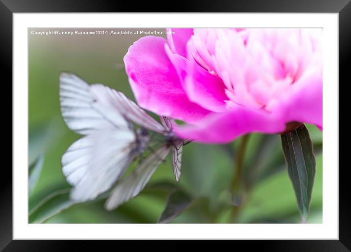  Butterfly Love Dance on Peony  Framed Mounted Print by Jenny Rainbow