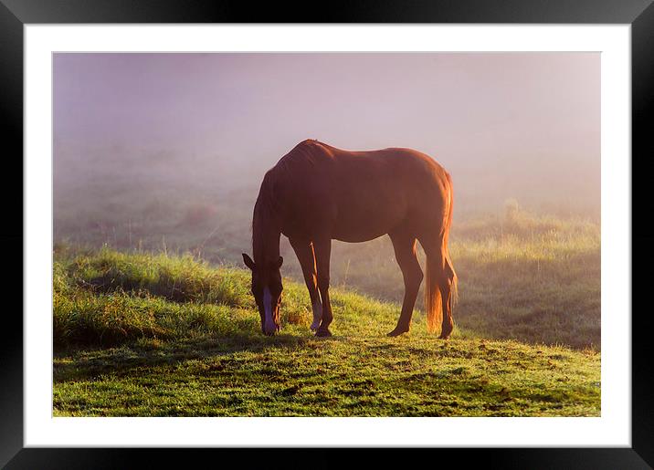  Horse on the Foggy Field   Framed Mounted Print by Jenny Rainbow