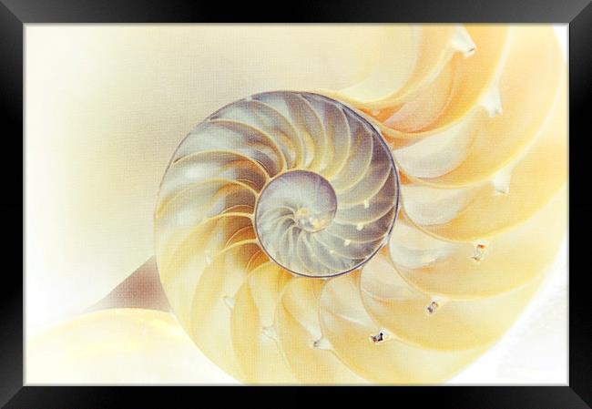 SeaShell. Light Version  Framed Print by Jenny Rainbow