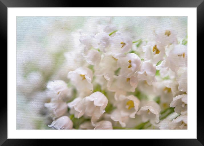  Macro Lilies of the Valley   Framed Mounted Print by Jenny Rainbow