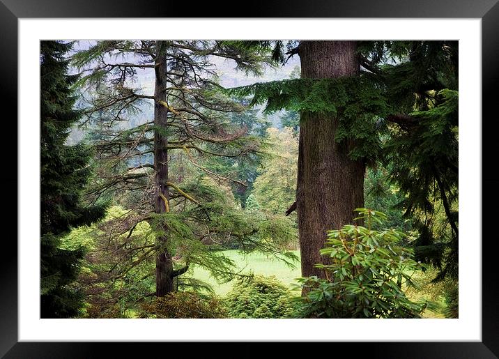  Autumnal Trees in Benmore Botanical Garden   Framed Mounted Print by Jenny Rainbow