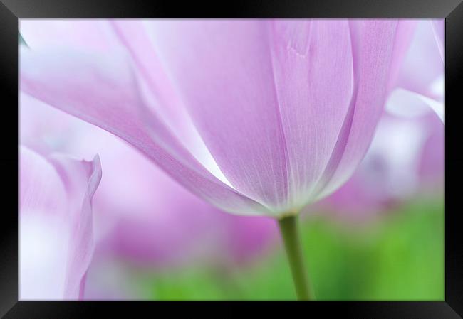  Airy Purple. Tulips of Keukenhof Framed Print by Jenny Rainbow
