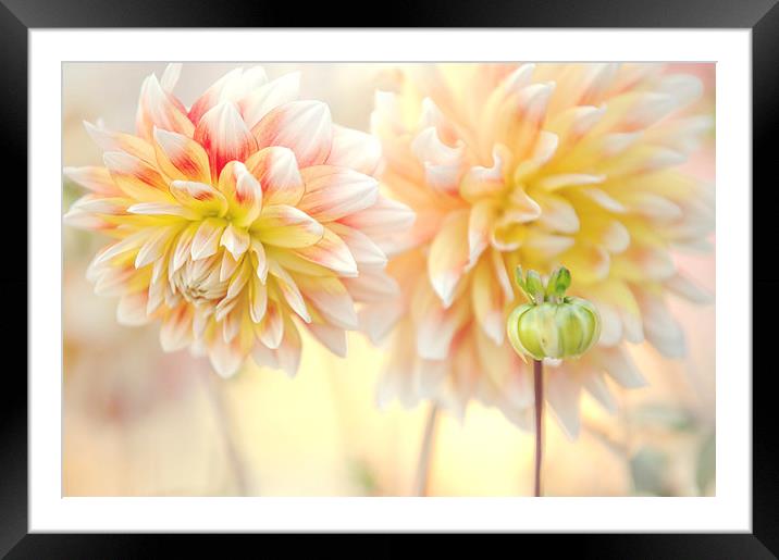  Gentle Dahlias   Framed Mounted Print by Jenny Rainbow