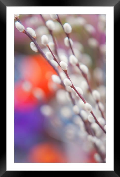 Easter Willow Branch of White Furry Catkins Framed Mounted Print by Jenny Rainbow