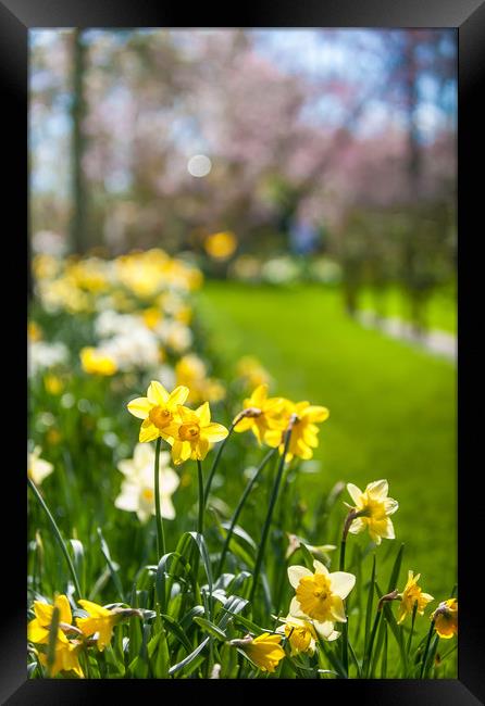 Spring Daffodils in Keukenhof garden in Netherland Framed Print by Jenny Rainbow