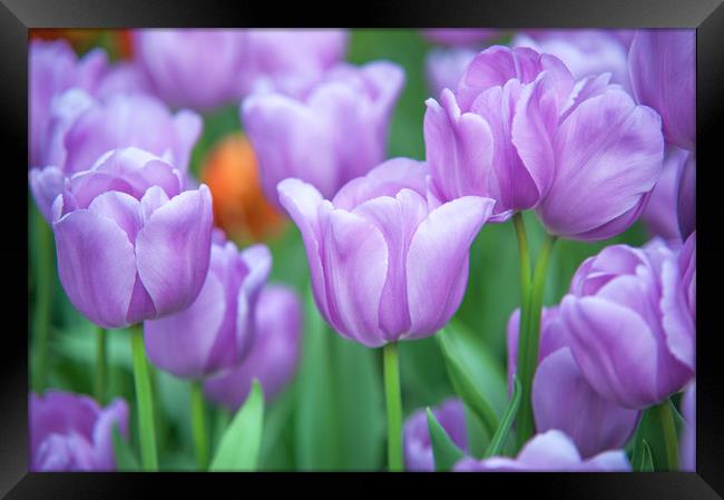 Field of beautiful purple tulips Framed Print by Jenny Rainbow