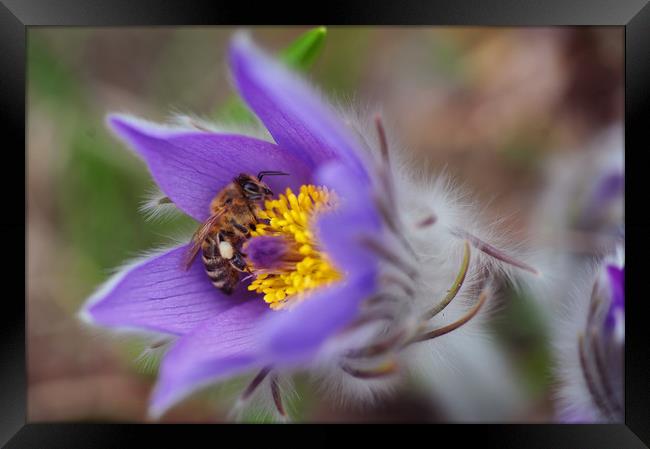 Busy Busy Bee on Pasqueflower Framed Print by Jenny Rainbow