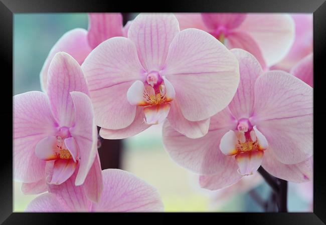 Beautiful orchids close up Framed Print by Jenny Rainbow