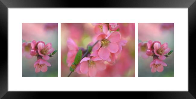 The Tender Spring Blooms. Triptych Framed Print by Jenny Rainbow