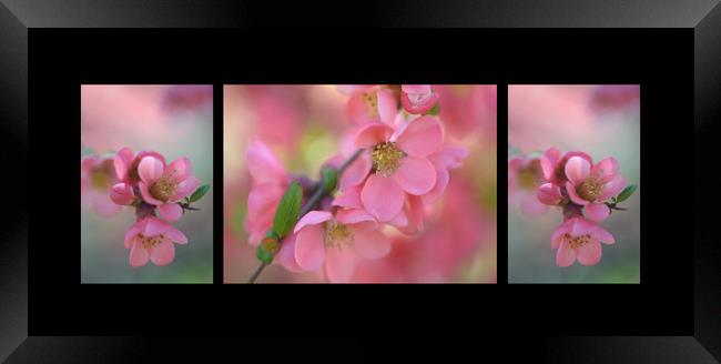 The Tender Spring Blooms. Triptych on Black Framed Print by Jenny Rainbow