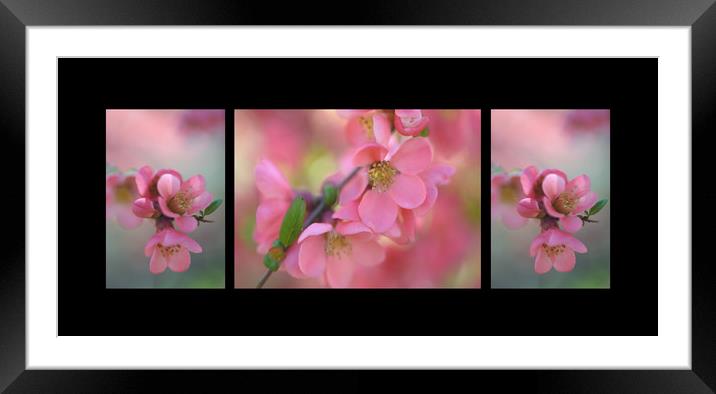 The Tender Spring Blooms. Triptych on Black Framed Mounted Print by Jenny Rainbow