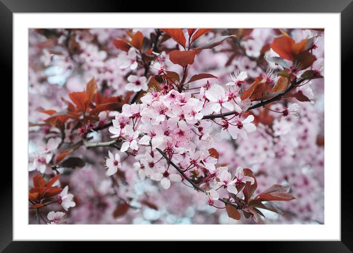  Memory of Spring.  Sakura Bloom Framed Mounted Print by Jenny Rainbow