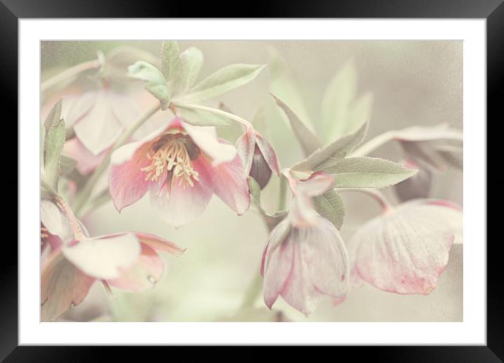 Spring Pastels                                     Framed Mounted Print by Jenny Rainbow