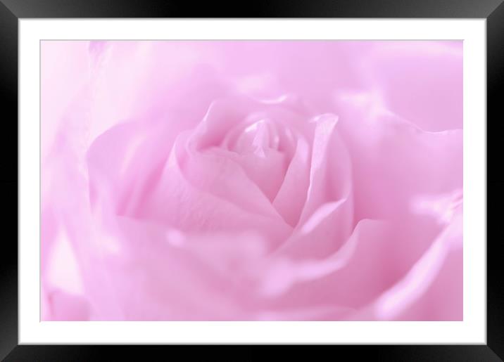 Glowing Pink Rose                          Framed Mounted Print by Jenny Rainbow