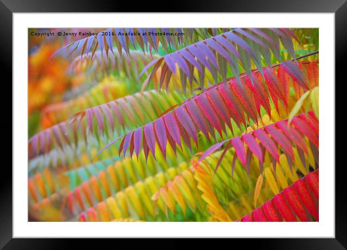 Autumn Rainbow of Leaves                           Framed Mounted Print by Jenny Rainbow