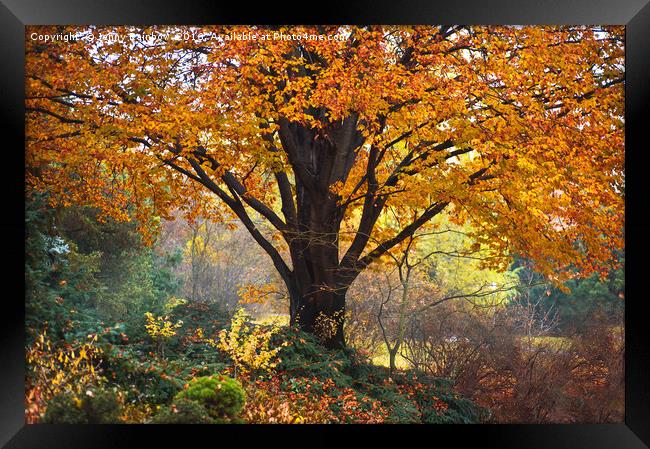 Autumn Glory of Beech Tree Framed Print by Jenny Rainbow