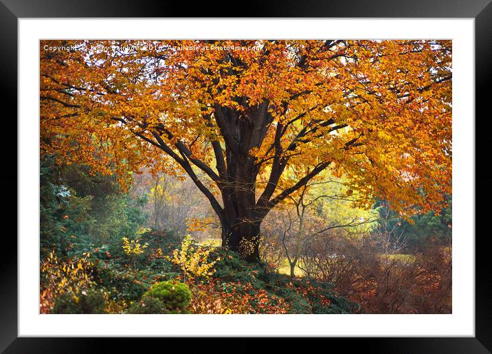 Autumn Glory of Beech Tree Framed Mounted Print by Jenny Rainbow