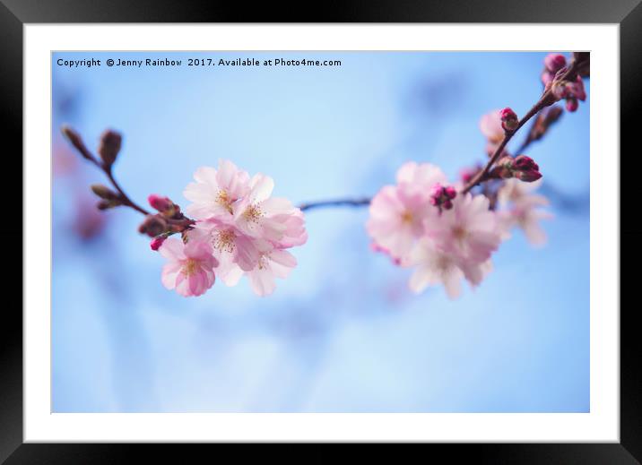 Beautiful bloom of sakura Framed Mounted Print by Jenny Rainbow