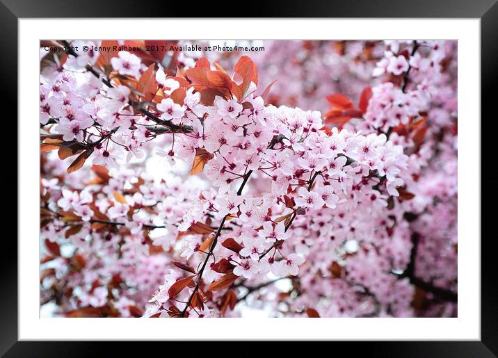 Branches of full blooming cherry tree Framed Mounted Print by Jenny Rainbow