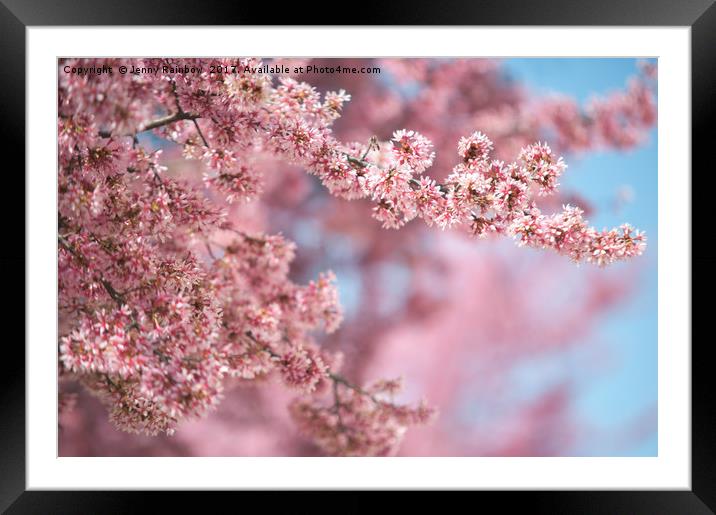 Blooming branches of pink Kwanzan Cherry tree Framed Mounted Print by Jenny Rainbow