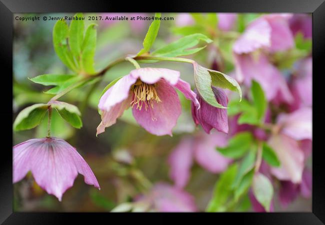 Pink Hellebore Flowers                             Framed Print by Jenny Rainbow