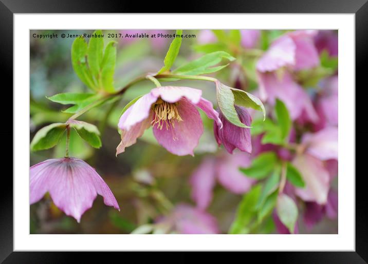 Pink Hellebore Flowers                             Framed Mounted Print by Jenny Rainbow