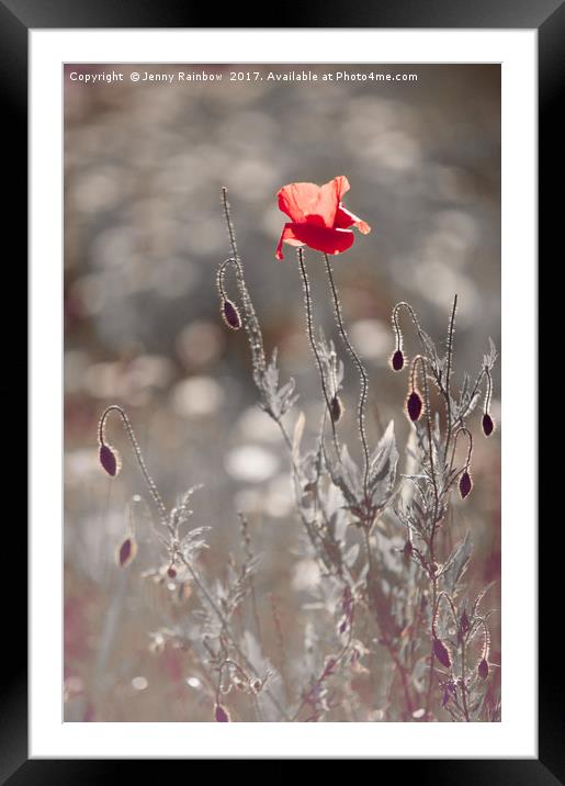 Red Poppy in Silver Grass Framed Mounted Print by Jenny Rainbow