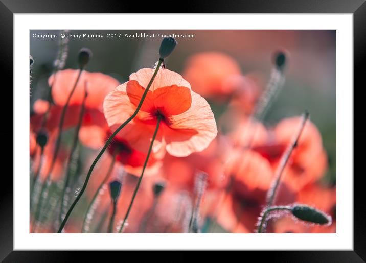 Red Poppies Remembrance 2 Framed Mounted Print by Jenny Rainbow