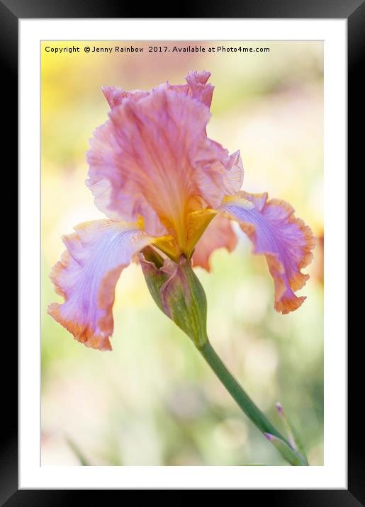Afternoon Delight Iris Framed Mounted Print by Jenny Rainbow