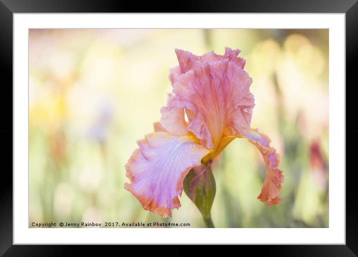 Afternoon Delight iris close up Framed Mounted Print by Jenny Rainbow