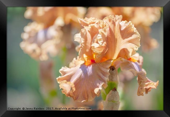 Dodge City 1. The Beauty of Irises Framed Print by Jenny Rainbow