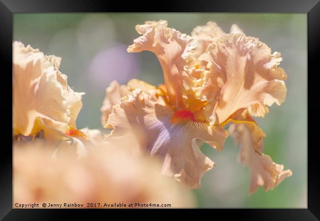 Dodge City 2. The Beauty of Irises Framed Print by Jenny Rainbow