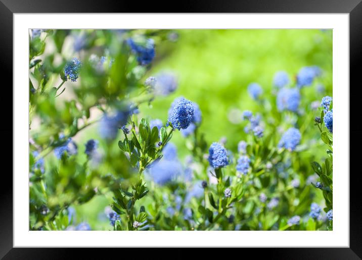 Blue Blossom of Ceanothus Concha in Spring Garden Framed Mounted Print by Jenny Rainbow