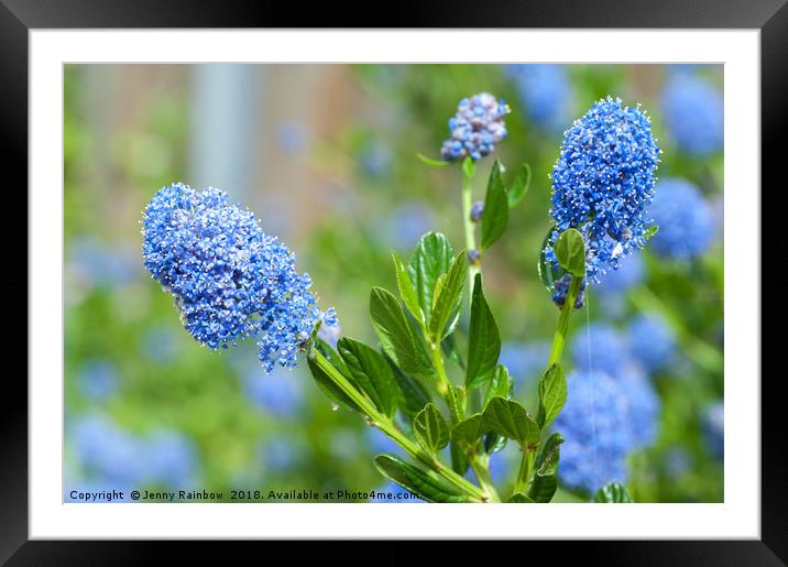 Blue Blossom of Ceanothus Concha Branch Close Up Framed Mounted Print by Jenny Rainbow